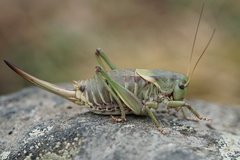 Psorodonotus fieberi