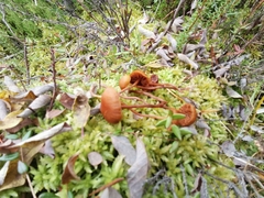 Gymnopilus fulgens