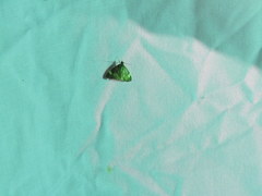 Evergestis unimacula