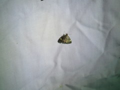 Evergestis unimacula