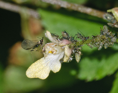 Impatientinum asiaticum