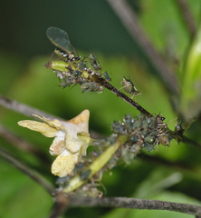 Impatientinum asiaticum