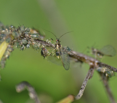 Impatientinum asiaticum