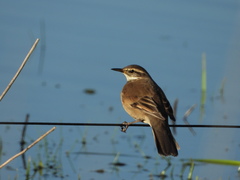 Cinclodes atacamensis