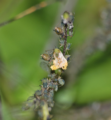 Impatientinum asiaticum