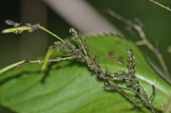 Impatientinum asiaticum