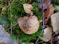 Suillus bovinus