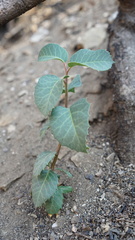 Rhus integrifolia × ovata
