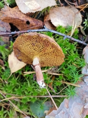 Suillus bovinus