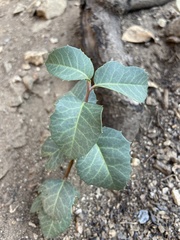 Rhus integrifolia × ovata