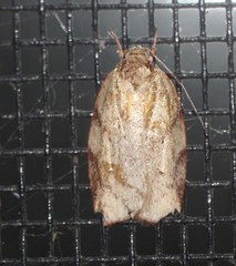 Euchaetis