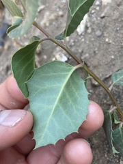 Rhus integrifolia × ovata