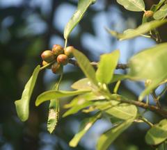 Ficus burkei