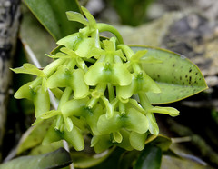 Epidendrum fusagasugaense