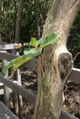 Ficus lutea