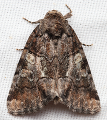 Chytonix sensilis