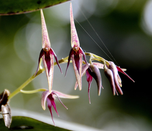 Pedunculata Orchid