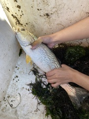 Cynoscion regalis