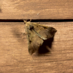 Hypena edictalis