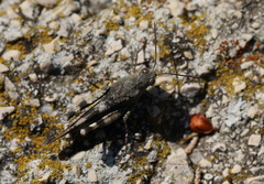 Oedipoda germanica meridionalis