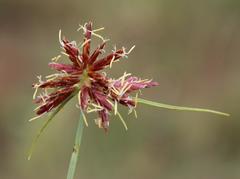 Cyperus usitatus