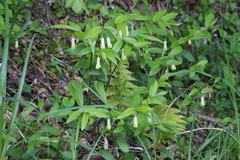 Disporum sessile