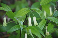 Disporum sessile