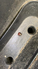 Cosmopepla lintneriana