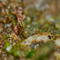 Sminthurinus elegans