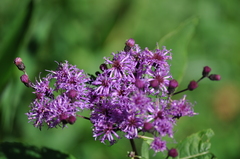 Vernonia flaccidifolia