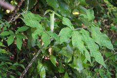 Arisaema yamatense sugimotoi