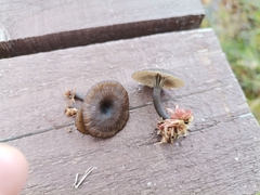 Omphaliaster borealis