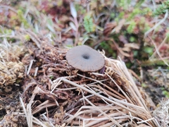 Omphaliaster borealis