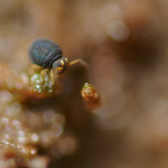 Sminthurinus elegans