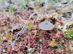 Omphaliaster borealis