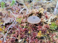 Omphaliaster borealis