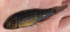 Dormitator maculatus