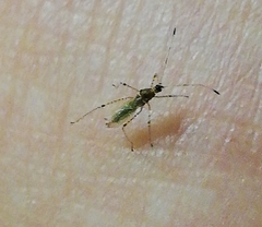 Gampsocoris punctipes punctipes