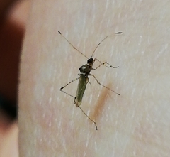 Gampsocoris punctipes punctipes