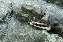 Erechthias fulguritella