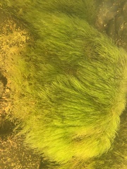 Podostemum ceratophyllum