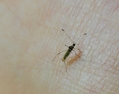 Gampsocoris punctipes punctipes