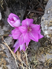 Colchicum feinbruniae