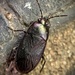 Atrazonotus umbrosus - Photo (c) backyard_bug, μερικά δικαιώματα διατηρούνται (CC BY-NC)