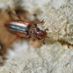 Bothrideres bipunctatus