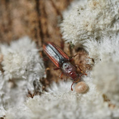 Bothrideres bipunctatus