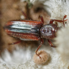 Bothrideres bipunctatus