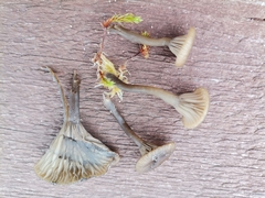 Omphaliaster borealis