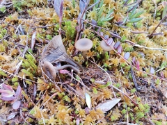 Omphaliaster borealis