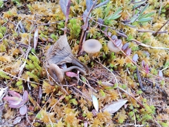 Omphaliaster borealis